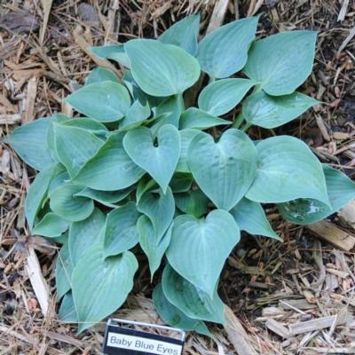 Hosta 'Baby Blue Eyes'